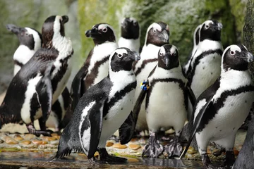 Foto op Plexiglas pinguïns © leungchopan