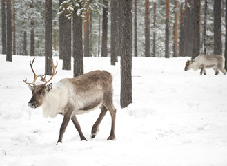 reindeer