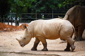Fototapeta premium rhino