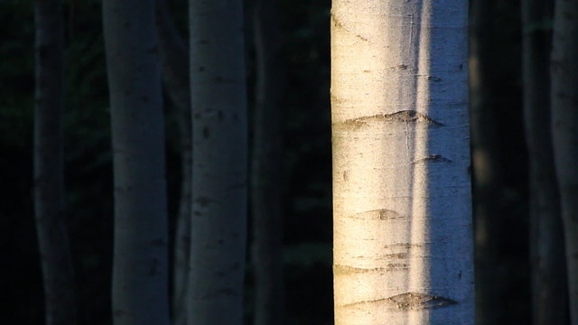 Birch forest goes from bright-lit tree to dark side of forest