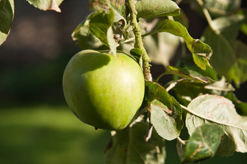 English Apple