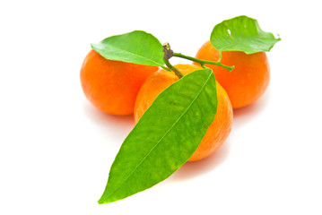 three tangerines on a branch on white