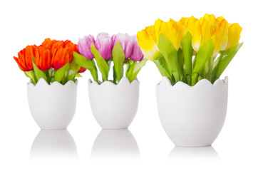 Tulips flowers isolated on the white