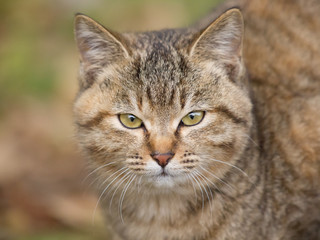 Obraz premium カメラ目線の猫