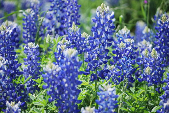 Blue Bonnets