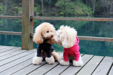 Two poodle dog standing