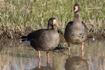 White fronted Goose