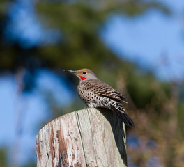 northern flicker
