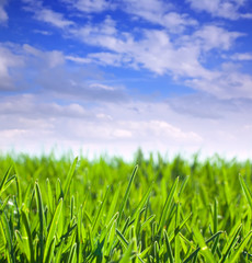 Fototapeta premium simply green meadow