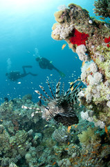 lion fish on reef with scuba divers