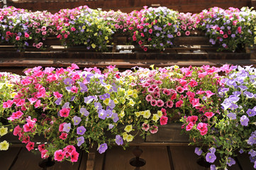 Fototapeta na wymiar wiosenne kwiaty na balkonie