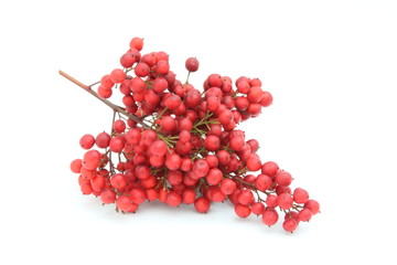 Bacche rosse di Nandina domestica - Nandina berries