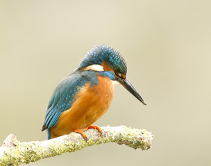 Male Kingfisher - alcedo atthis