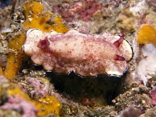 Nudibranch
