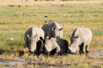 Obraz premium White rhinoceros