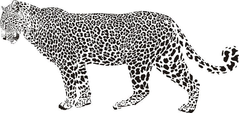 Leopard Illustration