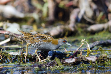 Baillon's Crake (Porzana pusilla)