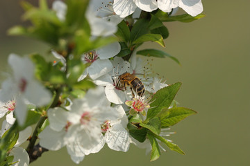 la saison du printemps et les abeilles