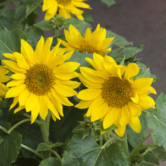 Sunflowers on sale in Ottawa Canada