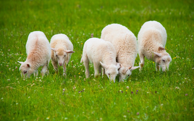 Sheep flock