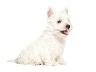 West Highland White Terrier puppy