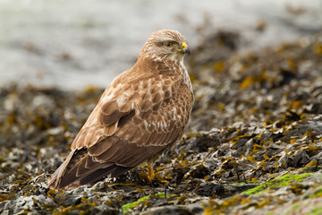 Common Buzzard