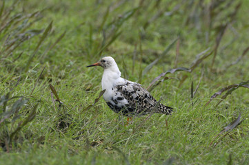 Ruff (Philomachus pugnax)