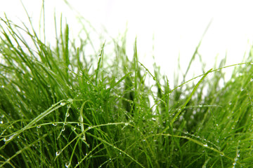 Obraz na płótnie Canvas green grass with drops of water