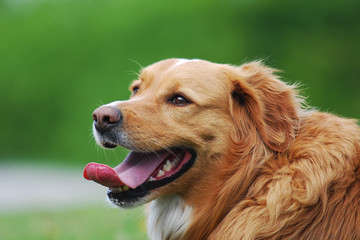 panting dog with green background