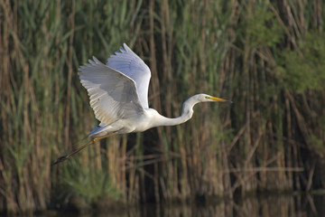 Airone bianco maggiore