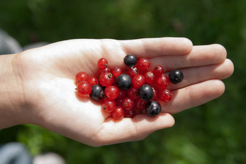 Berries in hand of a child