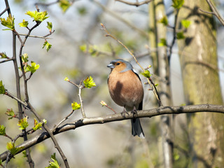 Chaffinch