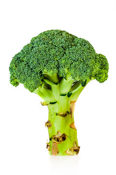 Broccoli (Brassica silvestris)