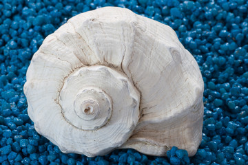 whelk  shell