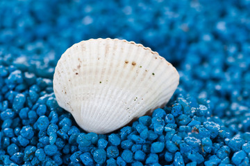 white shell