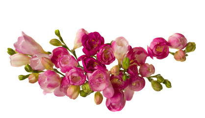 pink freesias
