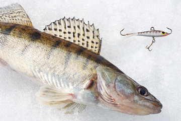 Winter tackle. Zander!