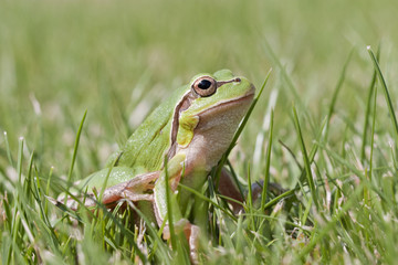 Small green frog