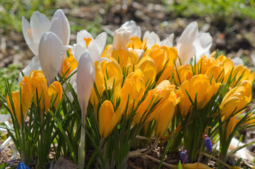 Clump of yellow and white crocus spring bulbs