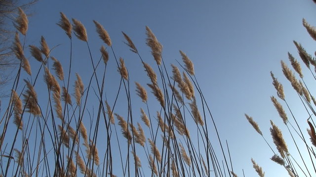 Tall reed swaying in wind on blue sky background