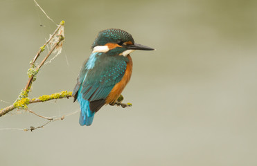 Kingfisher