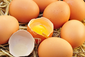 Bio Eier