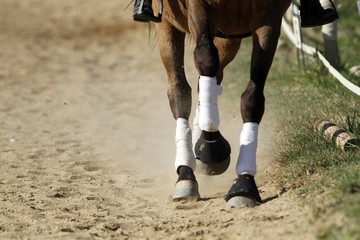 equitation