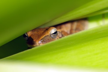 hidden frog