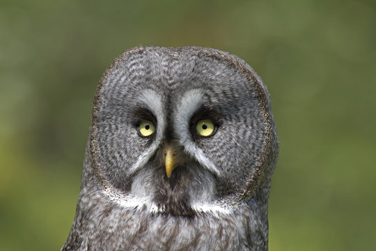 allocco della lapponia