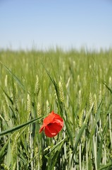 papavero nel grano