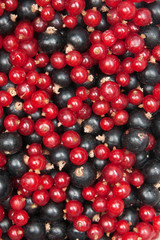 redcurrant and  blackcurrant