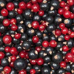redcurrant and  blackcurrant