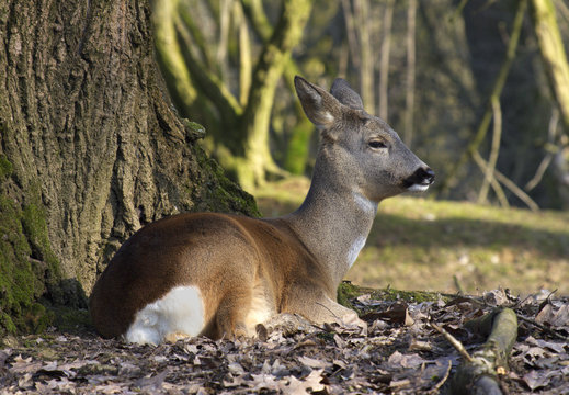 capriolo