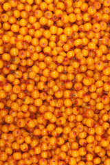 sea-buckthorn